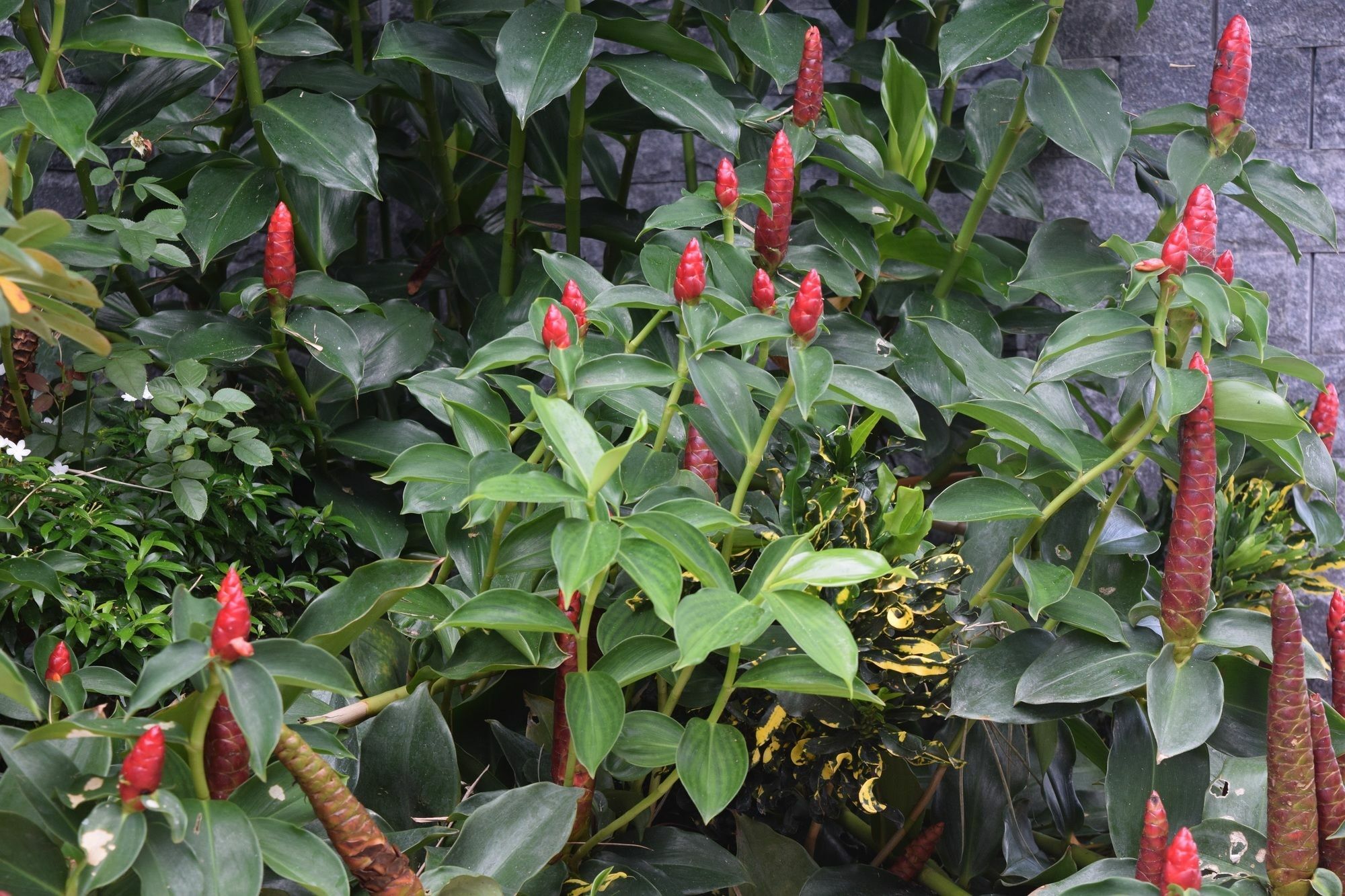 Orchid Guesthouse 두옹 동 외부 사진